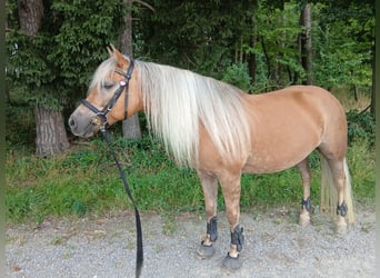 Edelbluthaflinger, Stute, 9 Jahre, 147 cm, Fuchs