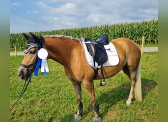 Edelbluthaflinger, Stute, 9 Jahre, 147 cm, Fuchs