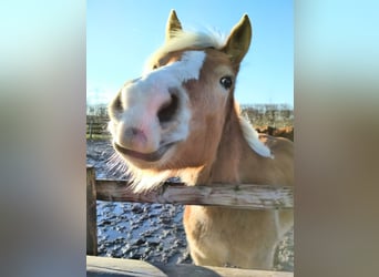 Edelbluthaflinger, Stute, 9 Jahre, 152 cm, Fuchs