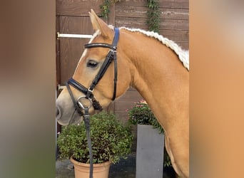 Edelbluthaflinger, Wallach, 3 Jahre, 145 cm, Palomino