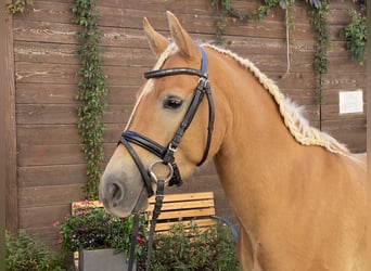 Edelbluthaflinger, Wallach, 3 Jahre, 145 cm, Palomino