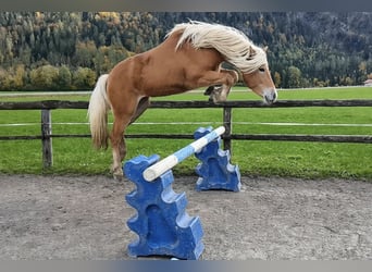 Edelbluthaflinger, Wałach, 2 lat, 148 cm, Kasztanowata