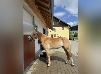 Edelbluthaflinger, Wałach, 3 lat, 154 cm