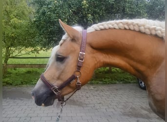 Edelbluthaflinger, Wałach, 3 lat, 155 cm, Kasztanowata