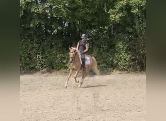 Edelbluthaflinger, Wałach, 4 lat, 144 cm, Izabelowata