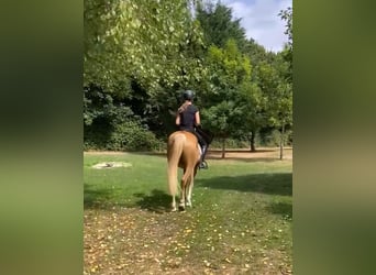 Edelbluthaflinger, Wałach, 4 lat, 144 cm, Izabelowata