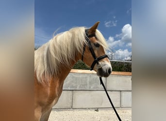 Edelbluthaflinger, Wałach, 5 lat, 139 cm