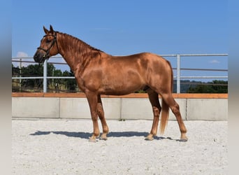 Edelbluthaflinger, Wałach, 5 lat, 148 cm