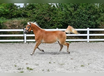 Edelbluthaflinger, Wałach, 5 lat, 152 cm, Kasztanowata