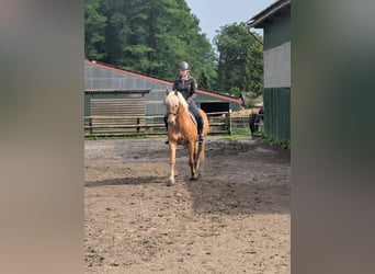 Edelbluthaflinger, Wałach, 6 lat, 150 cm, Kasztanowata