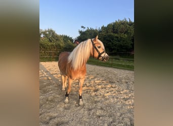 Edelbluthaflinger, Wałach, 8 lat, 150 cm, Kasztanowata