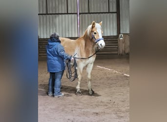 Edelbluthaflinger, Wałach, 8 lat, 153 cm, Kasztanowata