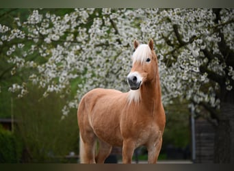 Edelbluthaflinger, Wallach, 10 Jahre, 150 cm, Fuchs