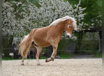 Edelbluthaflinger, Wallach, 10 Jahre, 150 cm, Fuchs