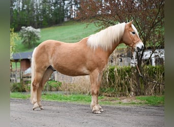 Edelbluthaflinger, Wallach, 10 Jahre, 150 cm, Fuchs