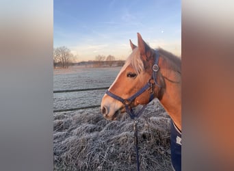 Edelbluthaflinger, Wallach, 10 Jahre, 152 cm, Palomino