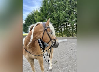 Edelbluthaflinger, Wallach, 10 Jahre, 154 cm, Fuchs