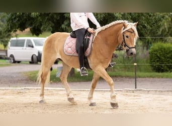 Edelbluthaflinger, Wallach, 11 Jahre, 151 cm, Fuchs