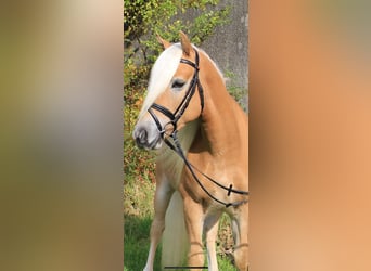 Edelbluthaflinger, Wallach, 12 Jahre, 146 cm, Fuchs