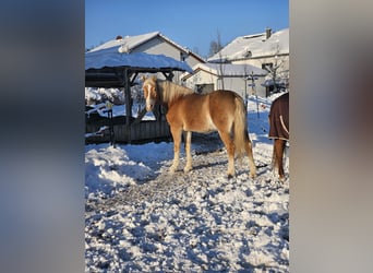 Edelbluthaflinger, Wallach, 12 Jahre, 148 cm, Fuchs