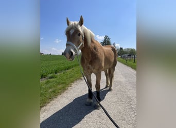 Edelbluthaflinger, Wallach, 12 Jahre, 155 cm, Fuchs