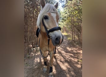 Edelbluthaflinger, Wallach, 14 Jahre, 155 cm, Fuchs