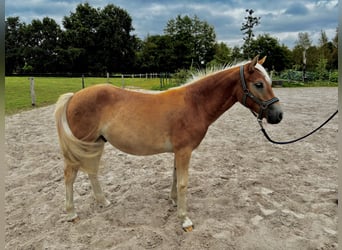 Edelbluthaflinger, Wallach, 1 Jahr, 136 cm
