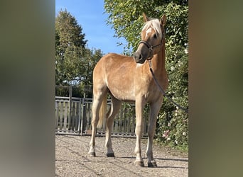 Edelbluthaflinger, Wallach, 1 Jahr, 144 cm, Fuchs