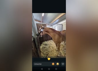 Edelbluthaflinger, Wallach, 2 Jahre, 146 cm, Fuchs