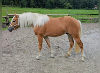 Edelbluthaflinger, Wallach, 2 Jahre, 148 cm, Fuchs