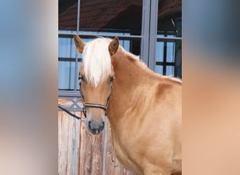 Edelbluthaflinger, Wallach, 2 Jahre, 148 cm, Fuchs