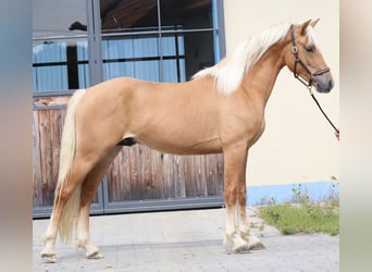 Edelbluthaflinger, Wallach, 2 Jahre, 148 cm, Fuchs
