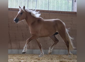 Edelbluthaflinger, Wallach, 2 Jahre, 148 cm, Fuchs