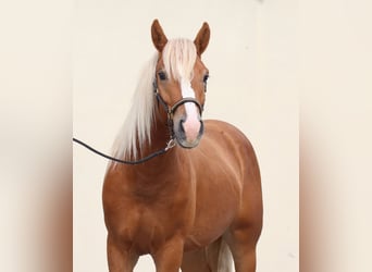 Edelbluthaflinger, Wallach, 2 Jahre, 149 cm, Fuchs
