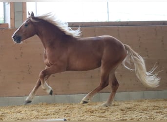 Edelbluthaflinger, Wallach, 2 Jahre, 149 cm, Fuchs