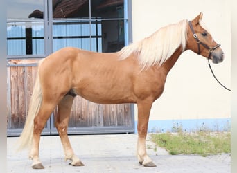 Edelbluthaflinger, Wallach, 2 Jahre, 149 cm, Fuchs