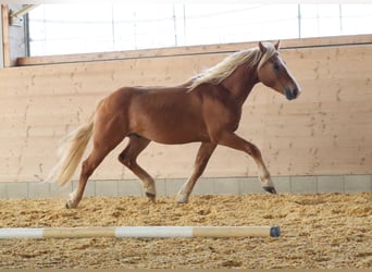 Edelbluthaflinger, Wallach, 2 Jahre, 149 cm, Fuchs