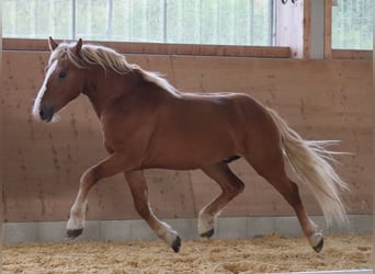 Edelbluthaflinger, Wallach, 2 Jahre, 149 cm, Fuchs