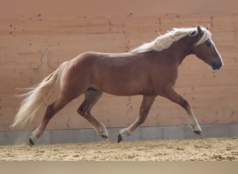 Edelbluthaflinger, Wallach, 2 Jahre, 149 cm, Fuchs