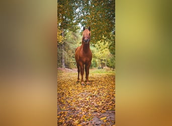 Edelbluthaflinger, Wallach, 2 Jahre, 155 cm, Fuchs