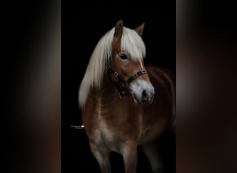 Edelbluthaflinger, Wallach, 3 Jahre, 137 cm, Fuchs