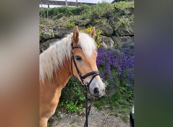 Edelbluthaflinger, Wallach, 3 Jahre, 144 cm