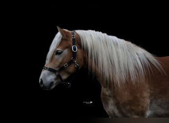 Edelbluthaflinger, Wallach, 3 Jahre, 144 cm, Fuchs