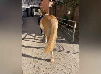 Edelbluthaflinger, Wallach, 3 Jahre, 145 cm, Palomino