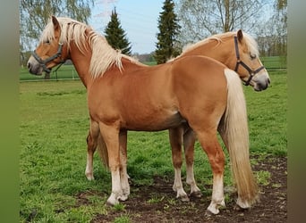 Edelbluthaflinger, Wallach, 3 Jahre, 148 cm, Dunkelfuchs