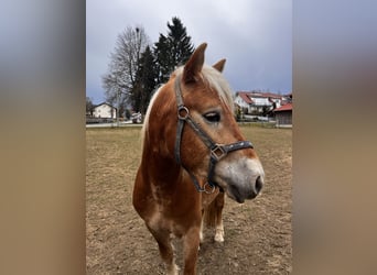 Edelbluthaflinger, Wallach, 3 Jahre, 148 cm, Fuchs