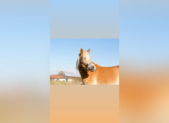 Edelbluthaflinger, Wallach, 3 Jahre, 149 cm, Fuchs
