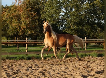 Edelbluthaflinger, Wallach, 3 Jahre, 150 cm, Fuchs
