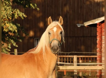 Edelbluthaflinger, Wallach, 3 Jahre, 150 cm, Fuchs