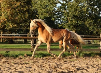 Edelbluthaflinger, Wallach, 3 Jahre, 150 cm, Fuchs